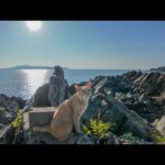 港で出会った猫と一緒に崖っぷちの小さな祠へ探検！(YouTube)