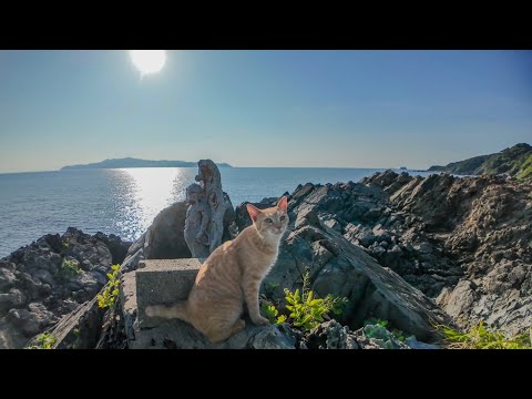 港で出会った猫と一緒に崖っぷちの小さな祠へ探検！(YouTube)