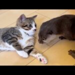 子猫と遊ぶカワウソと、子猫と抱き合う兄猫 A otter playing with a kitten, and an older cat cuddling with a kitten.(YouTube)