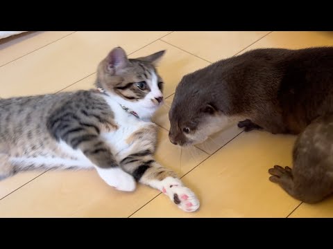 子猫と遊ぶカワウソと、子猫と抱き合う兄猫 A otter playing with a kitten, and an older cat cuddling with a kitten.(YouTube)