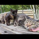 サビ猫をモフっていたら、キジトラ猫もベンチにのって甘えてきた(YouTube)