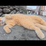島の路地裏へ行くと、茶トラ猫と黒猫の仲良しコンビがくつろいでいた(YouTube)