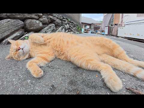 島の路地裏へ行くと、茶トラ猫と黒猫の仲良しコンビがくつろいでいた(YouTube)