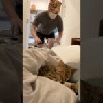 猫に寝起きドッキリ仕掛けてみた #ベンガル #ルトロゼ #cat(YouTube)