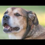 【ゲリラライブ】骨肉腫と戦う超大型保護犬と飼い主（3時30分ぐらいから配信）(YouTube)