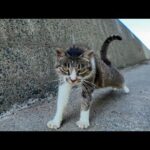 防波堤の猫ちゃん、ナデナデでテンション爆上がりして上がってきた件ｗ(YouTube)