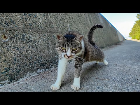 防波堤の猫ちゃん、ナデナデでテンション爆上がりして上がってきた件ｗ(YouTube)