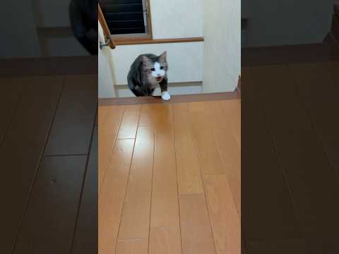 はい、秀吉じゃないです(YouTube)