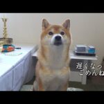 父との想い出を胸に、柴犬と実家へ。親孝行してきます。(YouTube)