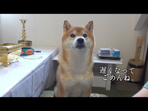 父との想い出を胸に、柴犬と実家へ。親孝行してきます。(YouTube)