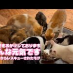 みんな元気です  ご心配をおかけしております  泥の中からレスキューされたモグと仲間達   2025 08 31 1(YouTube)