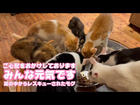 みんな元気です  ご心配をおかけしております  泥の中からレスキューされたモグと仲間達   2025 08 31 1(YouTube)