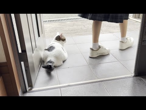 夏休み明け、登校する娘をお見送りする賢い猫(YouTube)