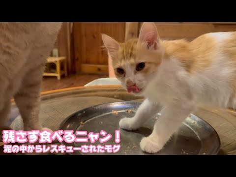 アタチ残さず食べるニャン！  泥の中からレスキューされたモグ   2025 08 13 1(YouTube)