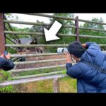 世界最大のシカを見て大はしゃぎしてしまった日本の飼育員たちww【ANAで行くスウェーデン・ストックホルム編】(YouTube)
