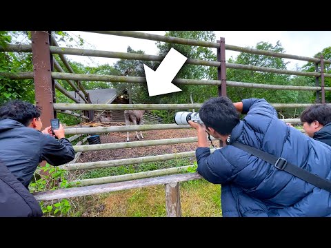 世界最大のシカを見て大はしゃぎしてしまった日本の飼育員たちww【ANAで行くスウェーデン・ストックホルム編】(YouTube)