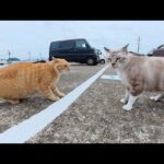 茶トラ猫とうずまきシャム猫のケンカを仲裁した(YouTube)