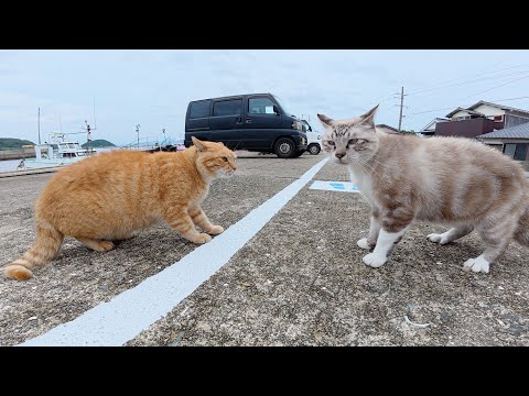 茶トラ猫とうずまきシャム猫のケンカを仲裁した(YouTube)