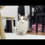 久しぶりにおもちゃを咥えて走り去って行く太めの猫(YouTube)