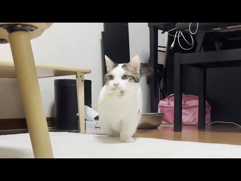 久しぶりにおもちゃを咥えて走り去って行く太めの猫(YouTube)