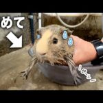 チビモルモット、初めてのシャンプーにプイプイ言いまくり！？(YouTube)