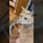 ついつい気になったもんで(YouTube)