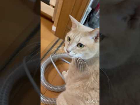 ついつい気になったもんで(YouTube)