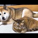 激しい大雨に怖がる猫が…。でも柴犬パパや兄猫がいるから安心です(YouTube)