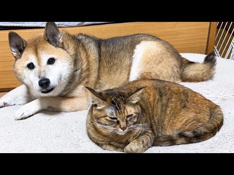 激しい大雨に怖がる猫が…。でも柴犬パパや兄猫がいるから安心です(YouTube)