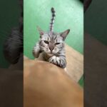 猫に爪研ぎされたい方へ　#爪研ぎ界隈 #猫 #cat(YouTube)