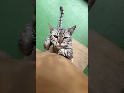 猫に爪研ぎされたい方へ　#爪研ぎ界隈 #猫 #cat(YouTube)