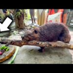 重たい大木を必死で運んだ結果、前方にいたビーバーに…(YouTube)