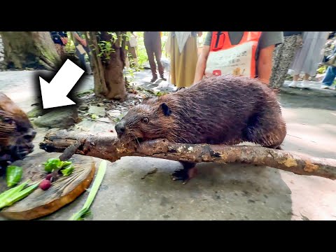 重たい大木を必死で運んだ結果、前方にいたビーバーに…(YouTube)