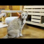 お目目クリクリで帽子を被されても怒らない猫(YouTube)