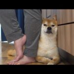 パパの帰宅で人生バラ色！一転、柴犬に訪れたまさかの怖い出来事。(YouTube)