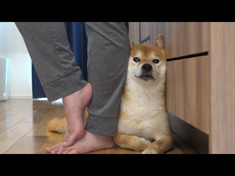 パパの帰宅で人生バラ色！一転、柴犬に訪れたまさかの怖い出来事。(YouTube)