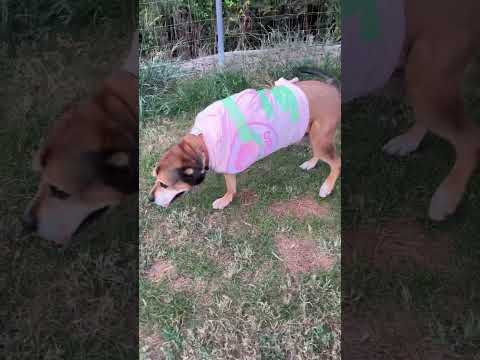 ご心配おかけしてます #大型犬のいる生(YouTube)