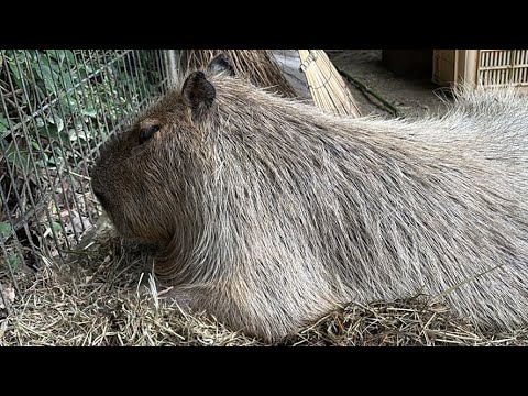 長崎バイオパーク公式 がライブ配信中！(YouTube)