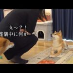 父の葬儀の間、柴犬もびっくり！裏側エピソードを公開。(YouTube)