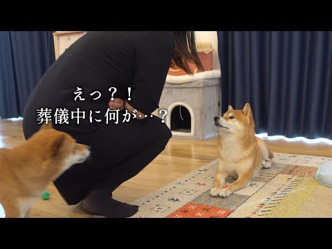父の葬儀の間、柴犬もびっくり！裏側エピソードを公開。(YouTube)
