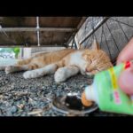 【秒で覚醒】リアカー下で爆睡してた猫、ちゅーるの気配で飛び起きた！🐱✨(YouTube)