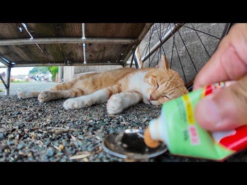 【秒で覚醒】リアカー下で爆睡してた猫、ちゅーるの気配で飛び起きた！🐱✨(YouTube)