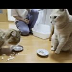 犬猿の仲の猫がケンカをしないで向かい合っておやつを食べています(YouTube)