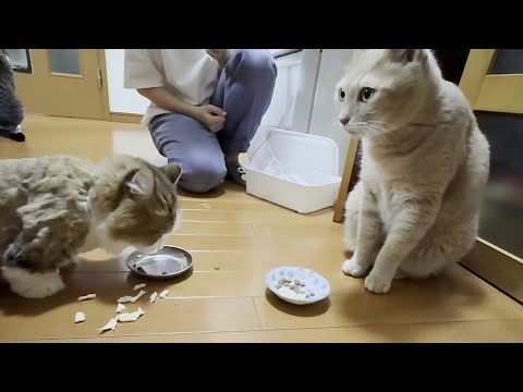 犬猿の仲の猫がケンカをしないで向かい合っておやつを食べています(YouTube)