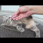 トトロ猫がノシノシとモフられにやって来て裏返しになった(YouTube)