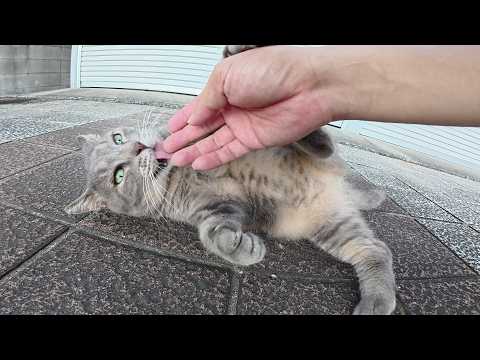 トトロ猫がノシノシとモフられにやって来て裏返しになった(YouTube)