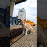 漁港のねこかわいいね(YouTube)
