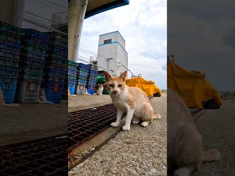 漁港のねこかわいいね(YouTube)
