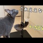 猫たちの飲水の器を新しく設置！！(YouTube)