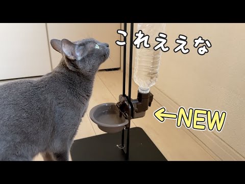 猫たちの飲水の器を新しく設置！！(YouTube)